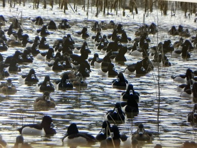 Two Ponds Duck Club is a premier duck hunting tract totaling 650 - photo 3