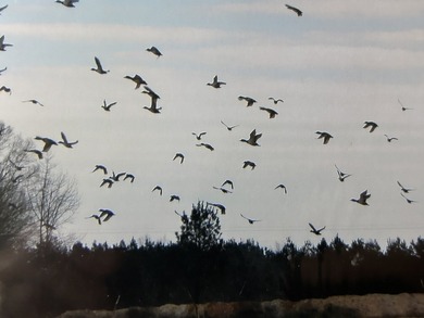 Two Ponds Duck Club is a premier duck hunting tract totaling 650 - photo 4