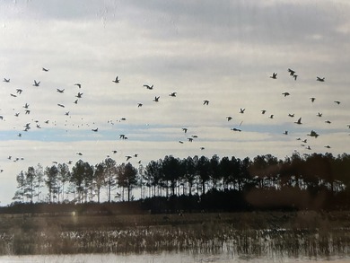 Two Ponds Duck Club is a premier duck hunting tract totaling 650 - photo 8