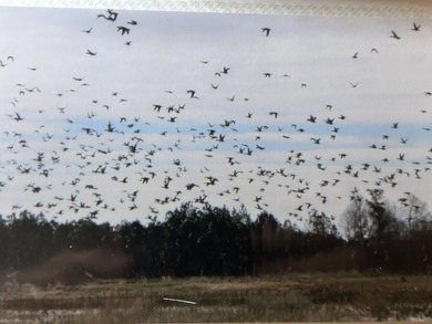 Two Ponds Duck Club is a premier duck hunting tract totaling 650 - photo 9