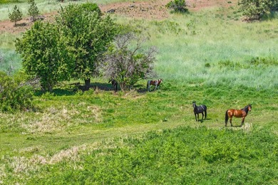Turnkey 80-Acre Homestead on Lake Roosevelt - Fully operational - photo 28