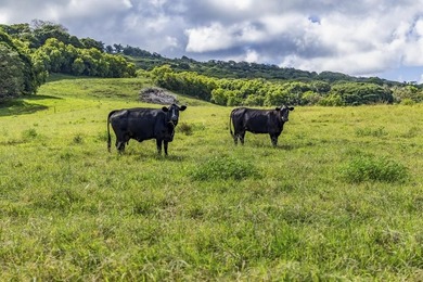 Hana Ranch is the largest offering on Maui and one of the few - photo 16