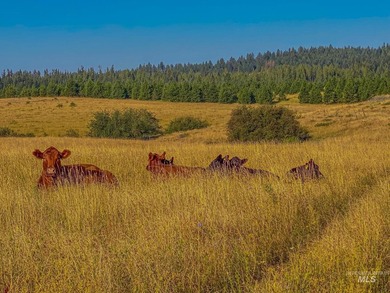 Discover the ideal North Idaho homestead on 40+ fully fenced - photo 2