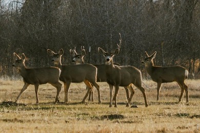 Rio Grande Sanctuary Ranch covers roughly 368 acres and offers - photo 15