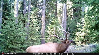 Trophy hunting ranch with a beautiful lodge located in Wenaha 56 - photo 9