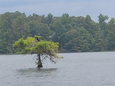 Discover 10.42+/- acres of Alabama beauty at 124 Ashwood Drive - photo 36