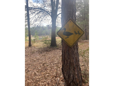 Beautiful land for sale in Poplarville, Ms. 30 acres mostly - photo 7