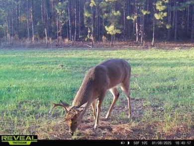 Beautiful land for sale in Poplarville, Ms. 30 acres mostly - photo 10