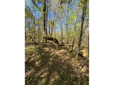 WELCOME TO THE SIMPSON 56-A PINOLA PRIVACY TRACT! This 56+/- - photo 31