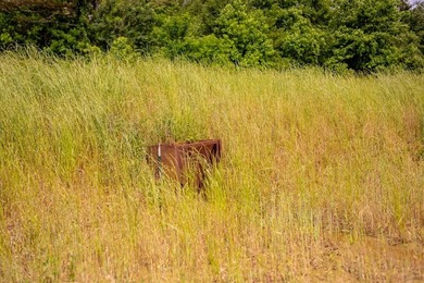 Hunting land for sale in Claiborne County, Mississippi. This - photo 29