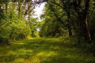Hunting land for sale in Claiborne County, Mississippi. This - photo 31