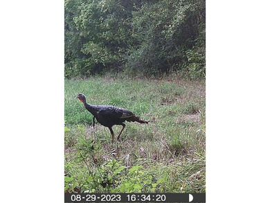 Hunting land for sale in Claiborne County, Mississippi. This - photo 47