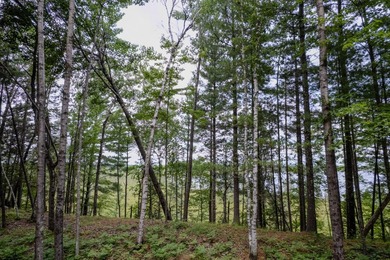 Wonderful lakefront privacy on 145 AC DEER LAKE, featuring the - photo 24