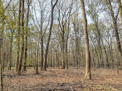 Flooding Timber and Habitat on the L'Anguille River. In the - photo 47