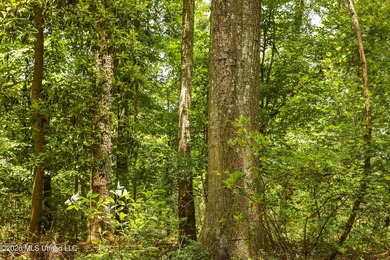 Welcome to 108+- acres in Summit, MS, located on the beautiful - photo 26
