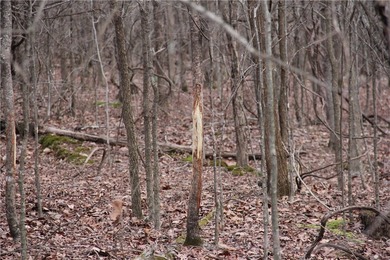 Welcome to this remarkable 275 +/- acre farm offering a rare - photo 47