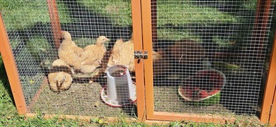 LAKE SENNEBEC FARM. Have you ever thought about giving your kids - photo 25
