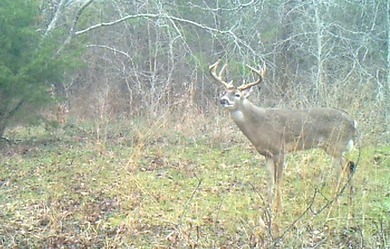 Lake Navarro Mills Acreage For Sale in Dawson Texas