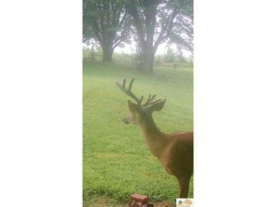 Welcome to 3088 Finney Road, Glasgow, KY-a beautiful ranch-style - photo 33