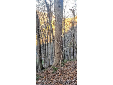 Check out this beautiful tract of land in rural Hancock County - photo 12