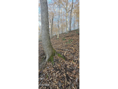 Check out this beautiful tract of land in rural Hancock County - photo 15