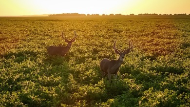 Lake Oahe Acreage For Sale in Pierre South Dakota