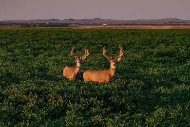 Lakeview Legacy Farms offers the best of South Dakota's sporting - photo 8