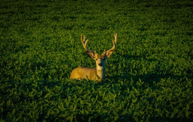 Lakeview Legacy Farms offers the best of South Dakota's sporting - photo 9