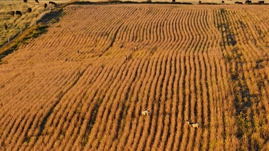 Lakeview Legacy Farms offers the best of South Dakota's sporting - photo 10