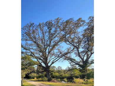 This 15.6 acre parcel has beautiful mature oaks and pine trees - photo 4