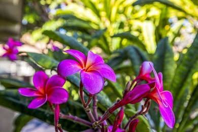 Ground floor Kihei Bay Surf studio with ocean views from the - photo 24