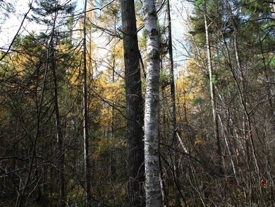 This newly surveyed and inexpensive .69-acre parcel is located - photo 18