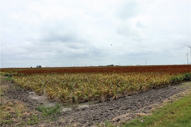 With the industrial expansion in South Texas, yesterday's farm - photo 6