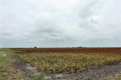 With the industrial expansion in South Texas, yesterday's farm - photo 7