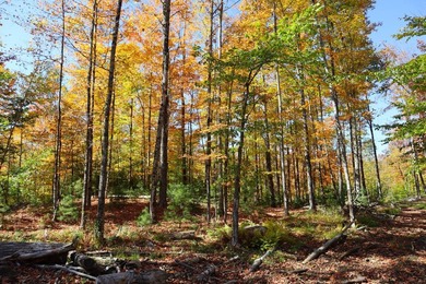 The perfect place to build your Adirondack dream home or camp - photo 8