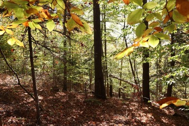 Set up camp or build your Adirondack escape on this beautiful - photo 5