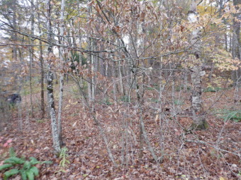 Lightly wooded lot with Lake Hortonia access - Lake Lot For Sale in Sudbury, Vermont