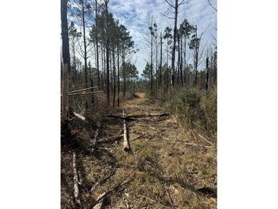 Enjoy the outdoors on this 40-acre tract in Poplarville that's - photo 8