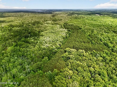 46.52 +/- Acres of Wooded Land - Washington County, NC Discover - photo 4