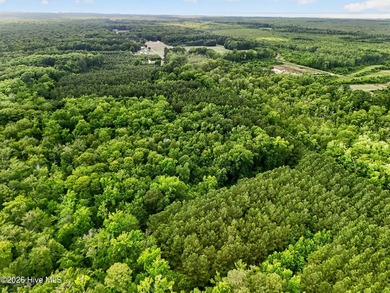 46.52 +/- Acres of Wooded Land - Washington County, NC Discover - photo 8