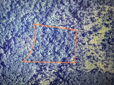 Here is a very remote 4.4 acres with some great big mature - photo 11