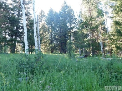 Views of Sawtelle Mountain, towering old-growth Douglas fir, and - photo 4