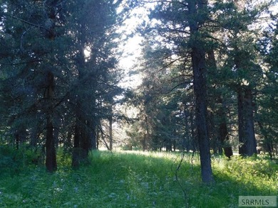Views of Sawtelle Mountain, towering old-growth Douglas fir, and - photo 5