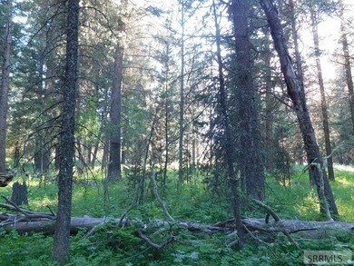 Views of Sawtelle Mountain, towering old-growth Douglas fir, and - photo 8