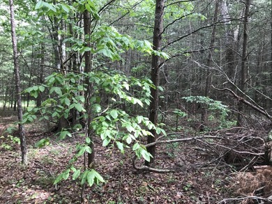 5.59 acres of beauty! Great building lot in Greenfields Estates - photo 12