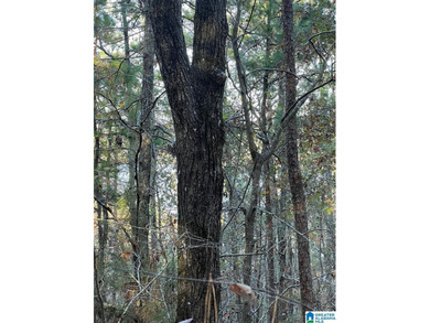 This 3.45 acre lot has beautiful views of Lay Lake. Water access - photo 14
