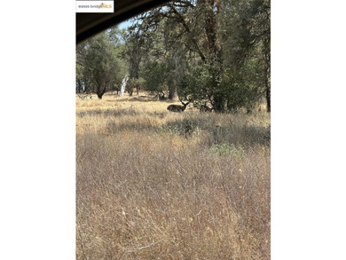 Build your dream home (or compound) on 14.48 acres of oak forest - photo 17