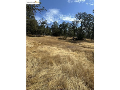 Build your dream home (or compound) on 14.48 acres of oak forest - photo 20
