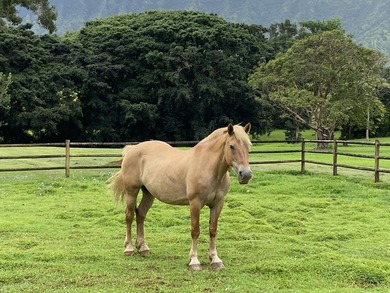 Silverfarms Ranch is a North Shore sanctuary where water - photo 18