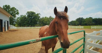 Amazing Grace is a turnkey luxury equestrian estate where every - photo 27